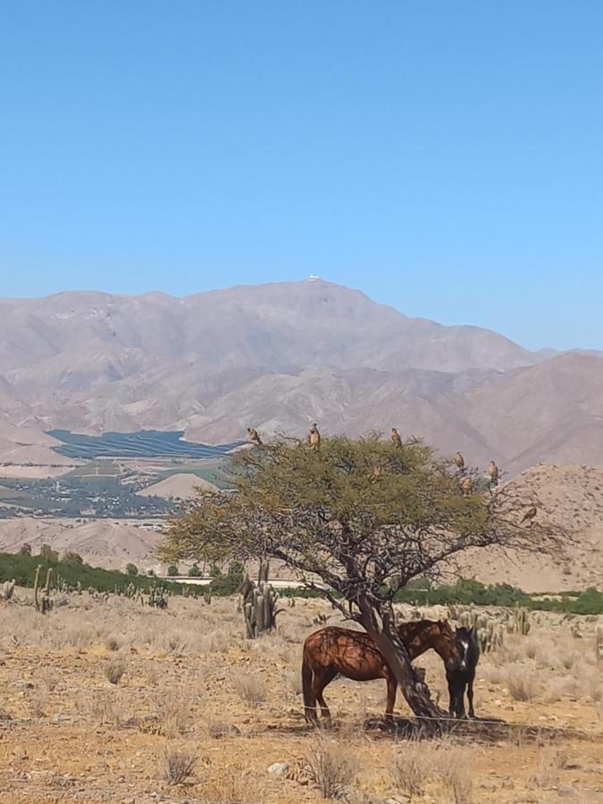 Campo De Cielo Mamalluca Valle De Elqui Vicuña Eksteriør billede